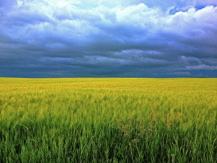 barley-247833_1280